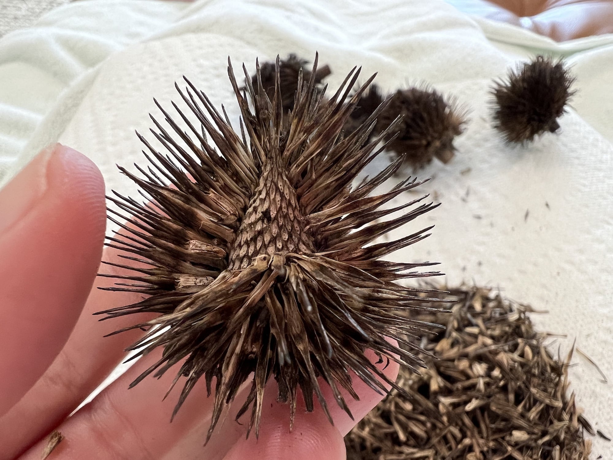 How to Harvest Coneflower Seeds (Echinacea) Single Girl's DIY