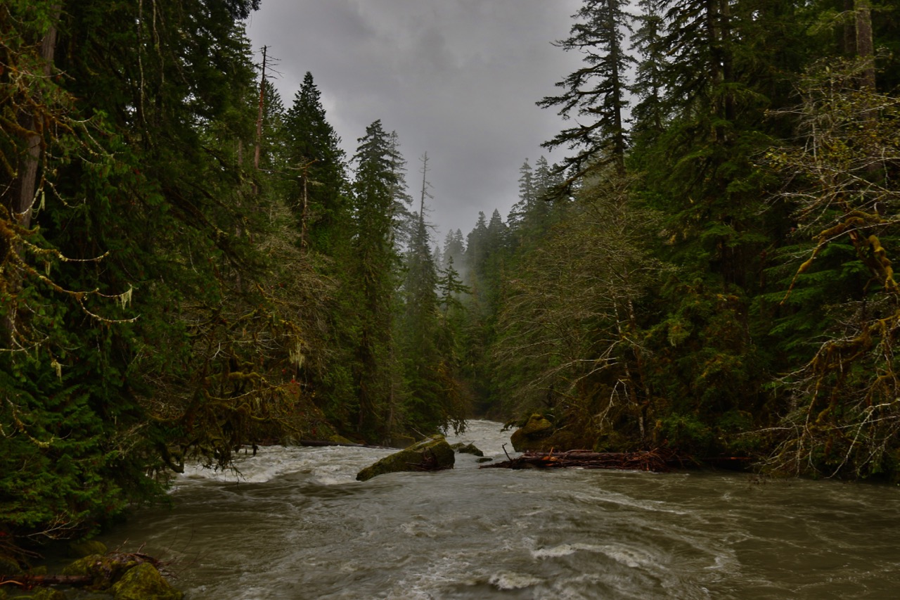 Singletrack Olympic National Park’s North Fork of the Skokomish River