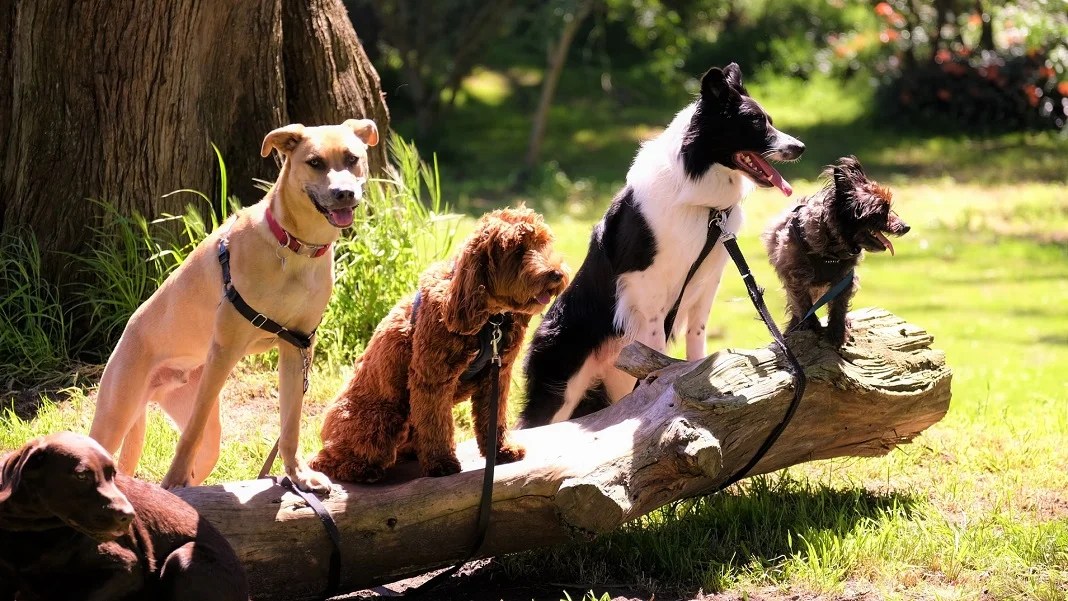 The Dog Aging Project Will Study Longevity in 60,000 Pups Essentials