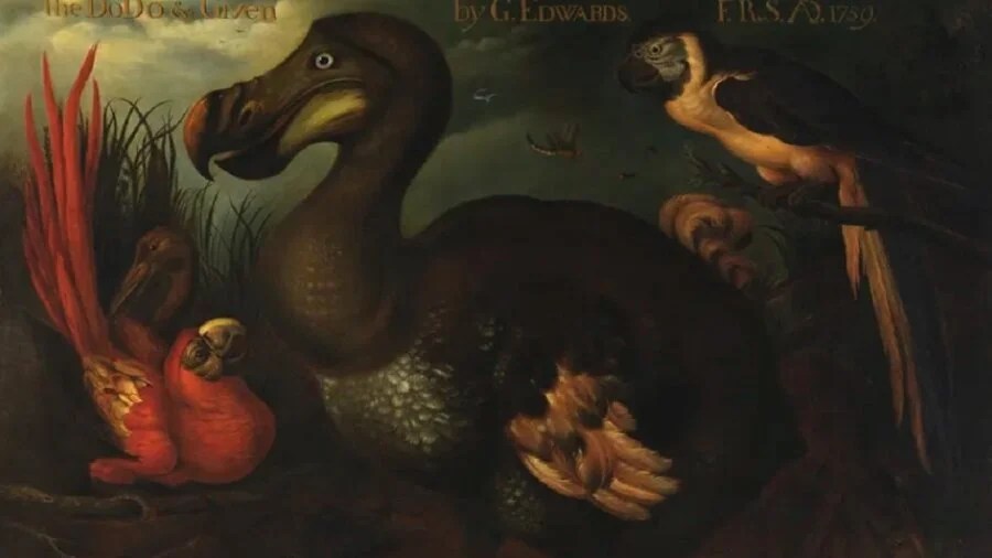 Scientists Say They Can Bring Back the Dodo. Should They?