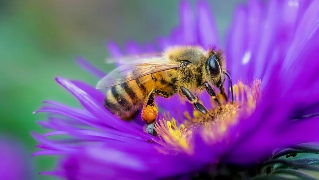 Bees Are Astonishingly Good at Making Decisions—and This Computer Model