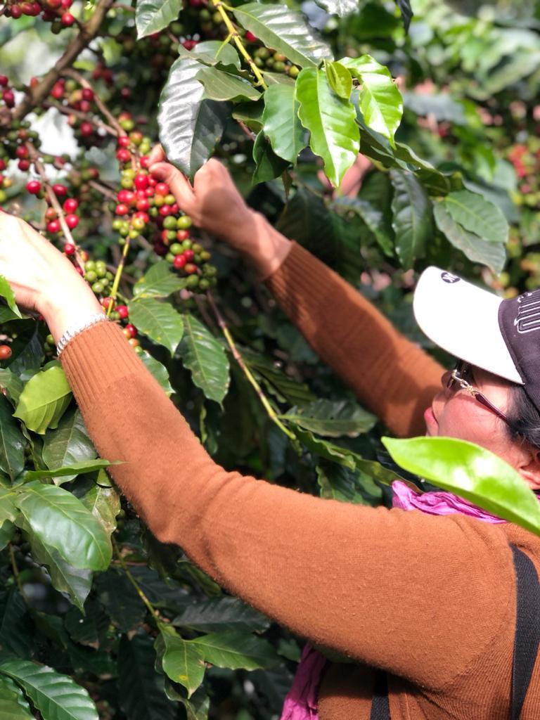 Coffee Harvesting Immerse yourself in the nature of the Bolaven Plateau