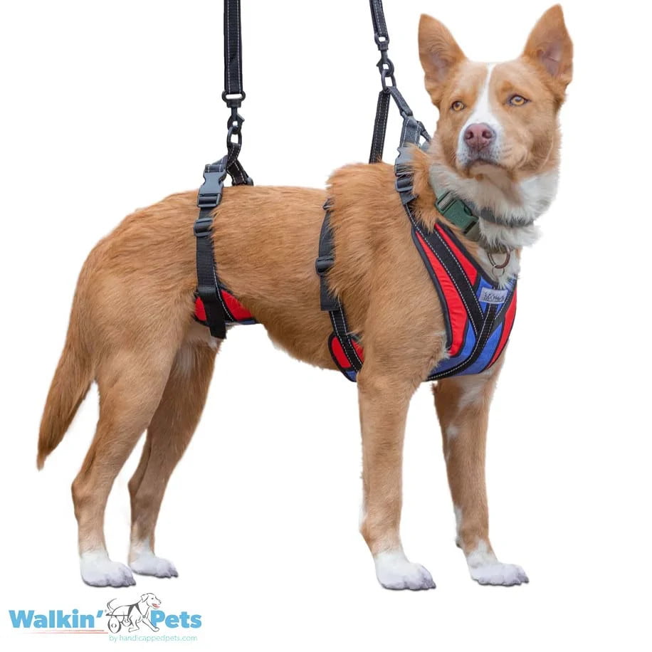 Total Body Harness System Sinowell Animal Healthcare Services