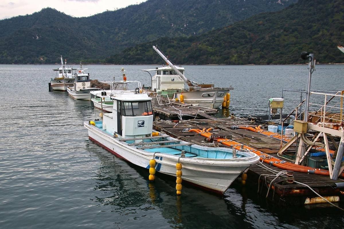 釣り船レンタルの完全ガイド 費用、種類、選び方の全知識 コラム 千葉で釣り船ならイカ釣りや釣り体験ができる新盛丸