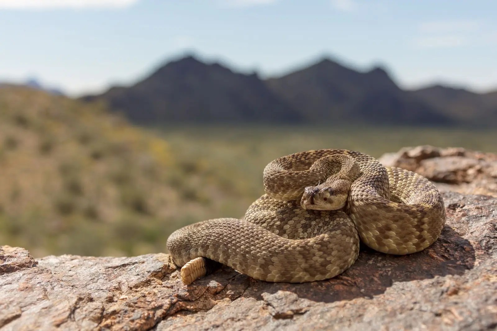 Rattlesnake Bites in Texan Animals Understanding Safety, Vaccinations
