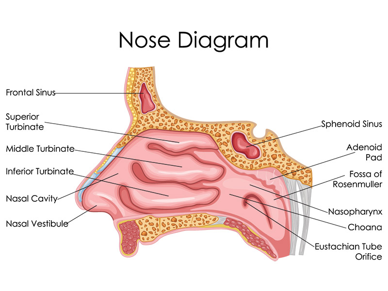 Turbinate Reduction Sinus Relief Center