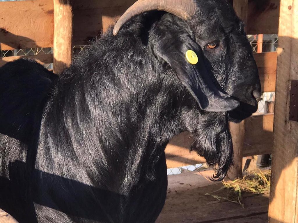 Goats Sinza Breeding