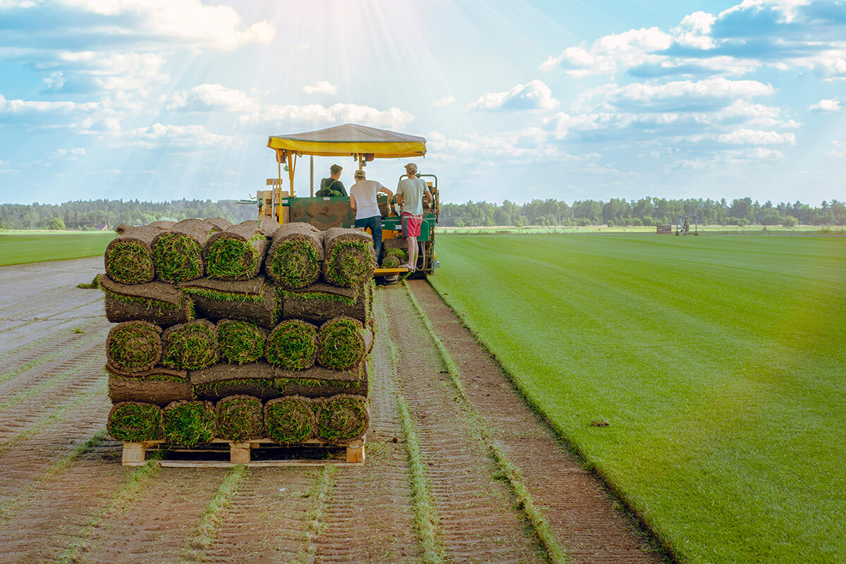 Sod Farm & Best Sod Installation Company in Sioux City Siouxland Sod