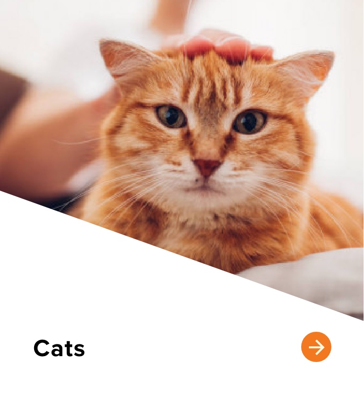 Sioux Nation Pet Clinic Sioux Falls, SD Pet Care, Grooming, Animal Health And Medical Services