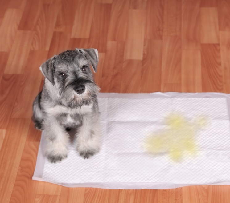 House Training Sioux Nation Pet Clinic Sioux Falls, SD Pet Care