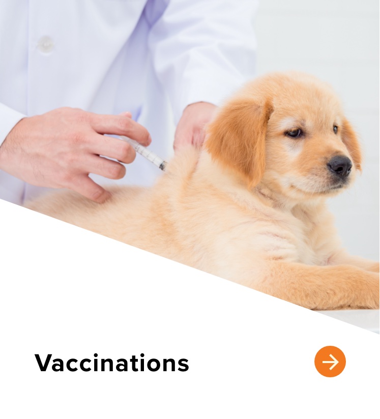 Dogs Health Information Sioux Nation Pet Clinic Sioux Falls, SD