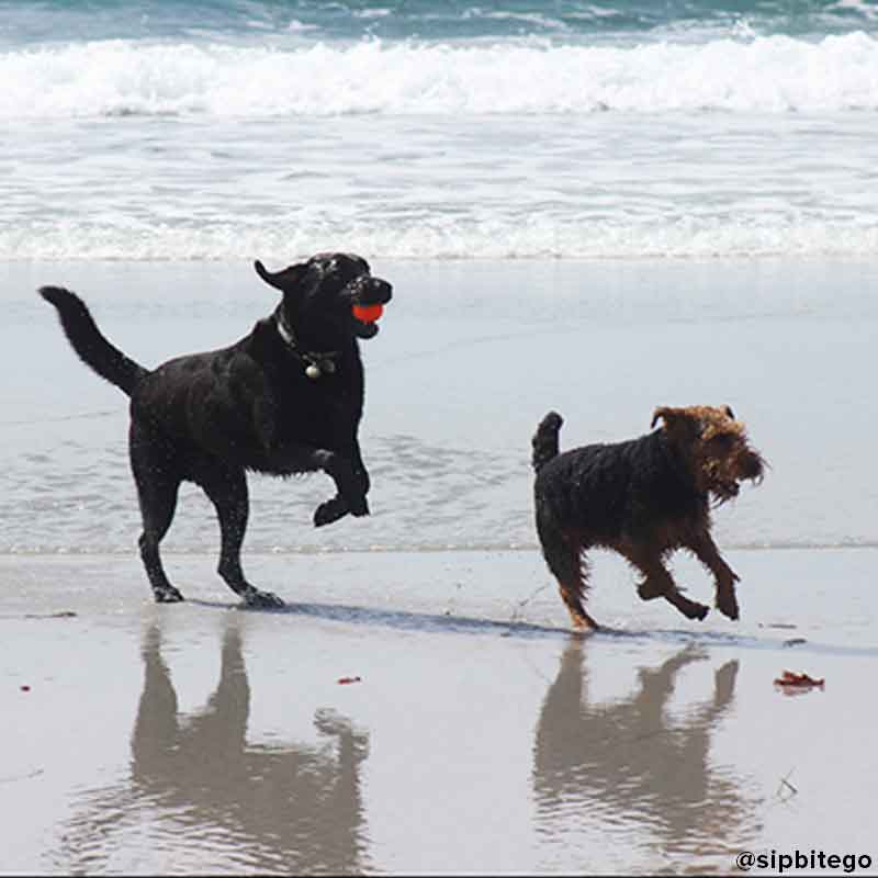 Find a dog friendly beach in Carmel where are dogs allowed in Carmel