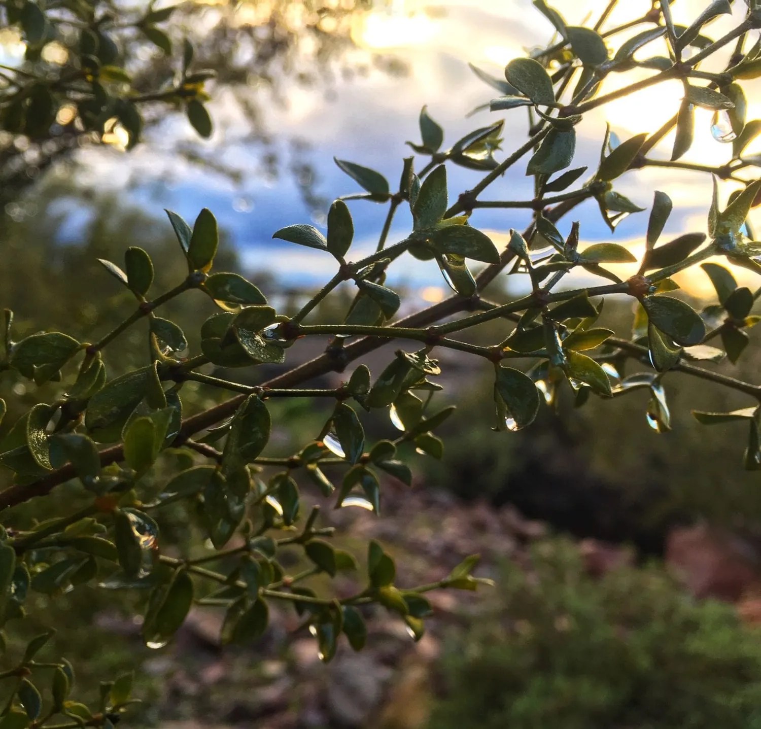 What Is A Creosote Bush And How To Use It Siphon Draw Apothecary