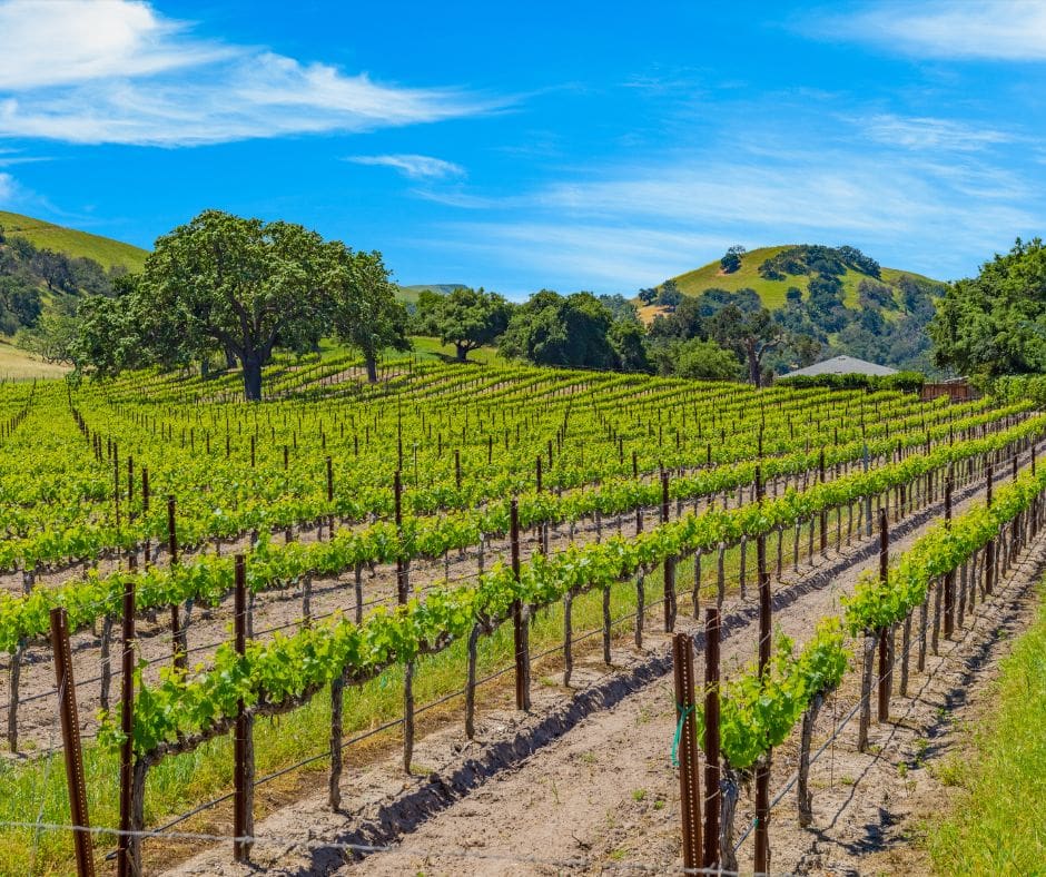 Tasting & Touring with Tori in Santa Ynez Valley Sip Magazine
