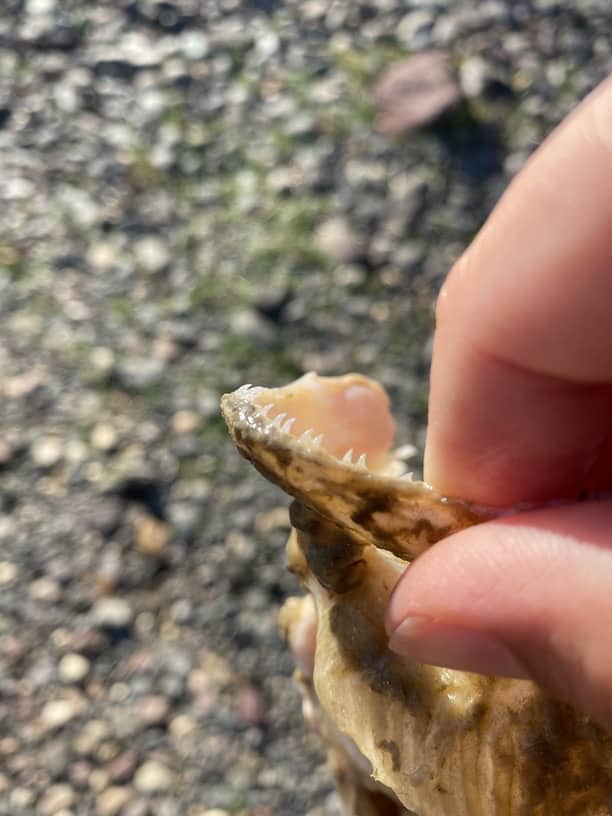 Do Trout Have Teeth [Includes Pictures] Sipping Mayflies