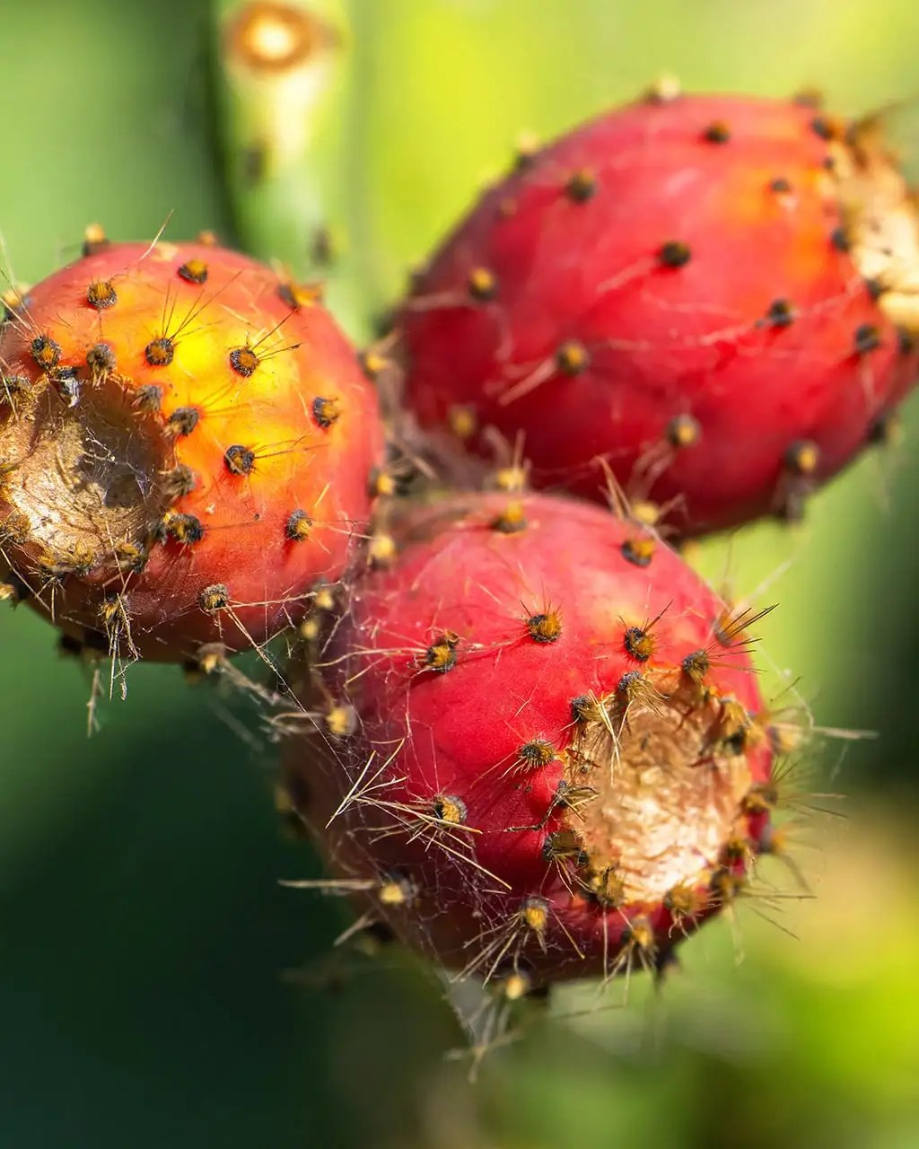 Prickly Pear Simple Syrup Recipe • Sips From Scripts