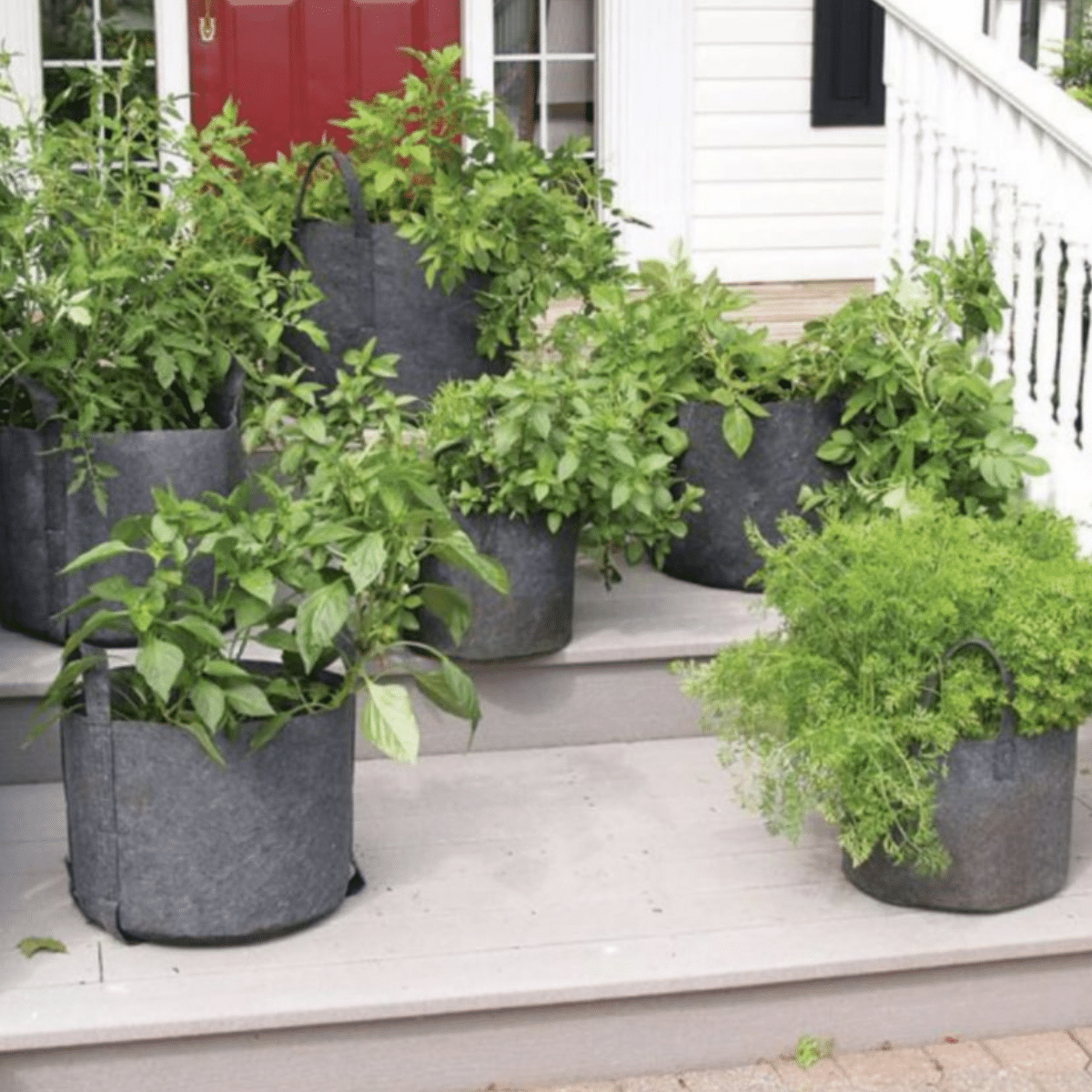 Rooftop Garden in Bangladesh ছাদ বাগানের যত কথা SIRAJ TECH