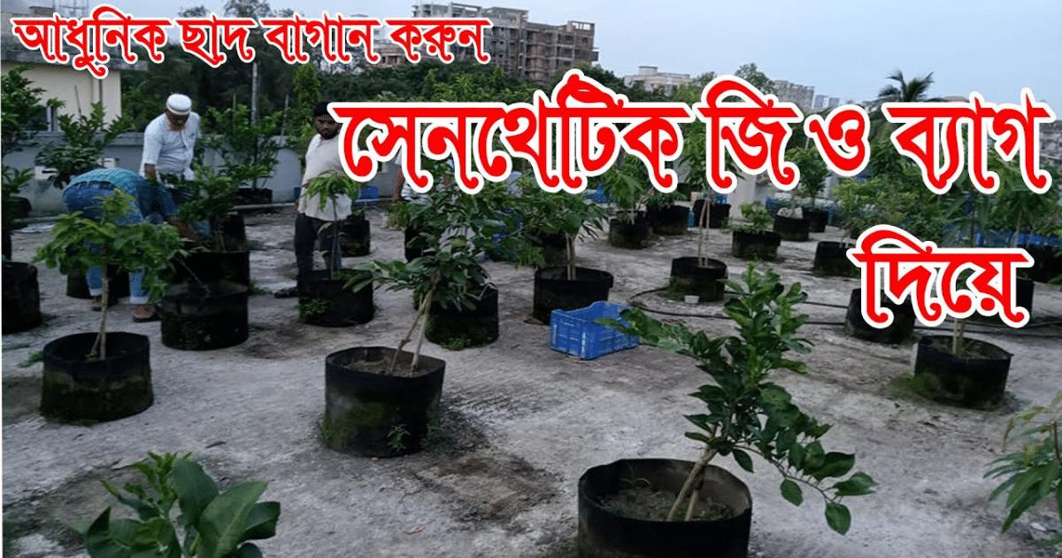 Rooftop Garden in Bangladesh ছাদ বাগানের যত কথা SIRAJ TECH