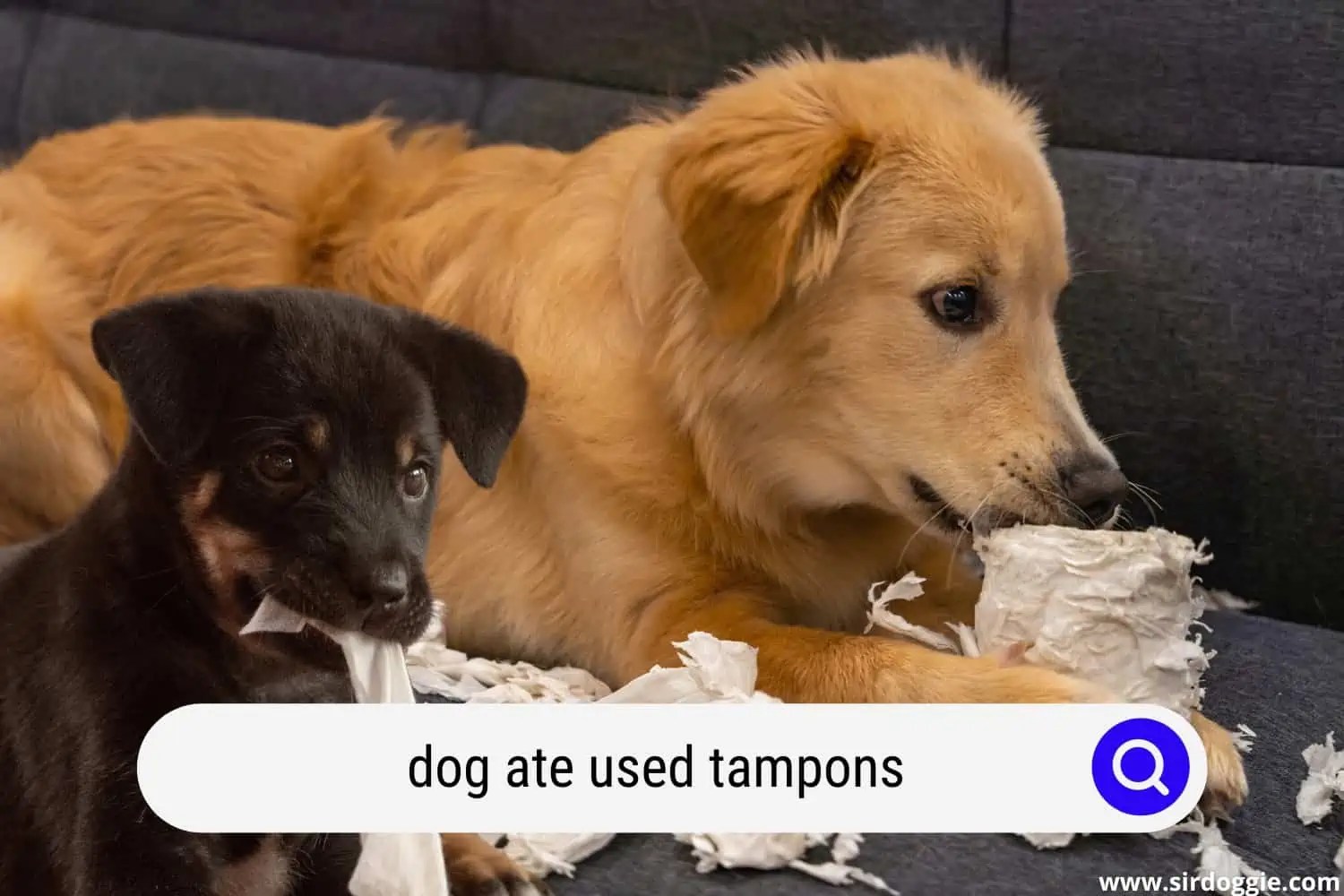 Dog Ate Used Tampons What to Do?