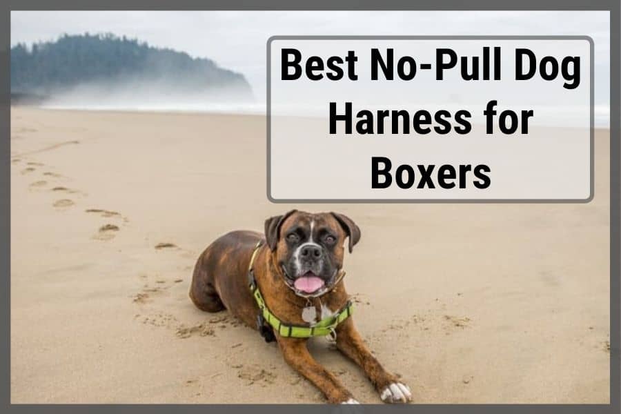 Best NoPull Dog Harness for Boxers (5 Effective Options) Sir Doggie