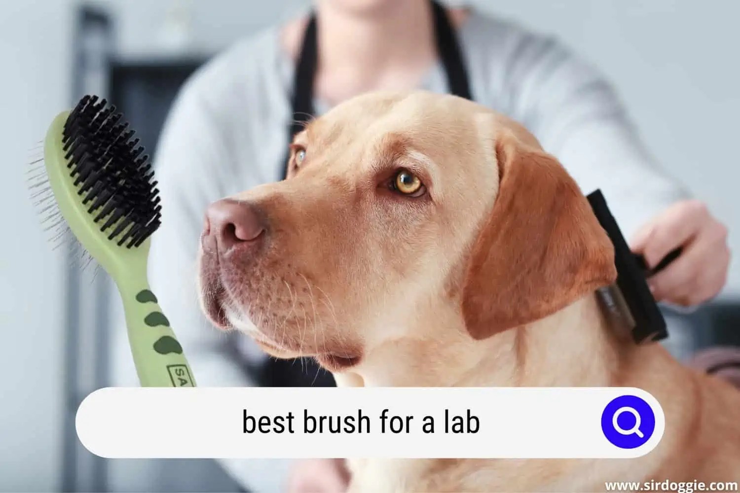Best Brush for a Lab (5 Efficient, Affordable Picks)