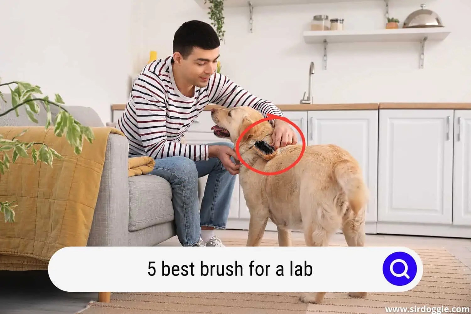 Best Brush for a Lab (5 Efficient, Affordable Picks)