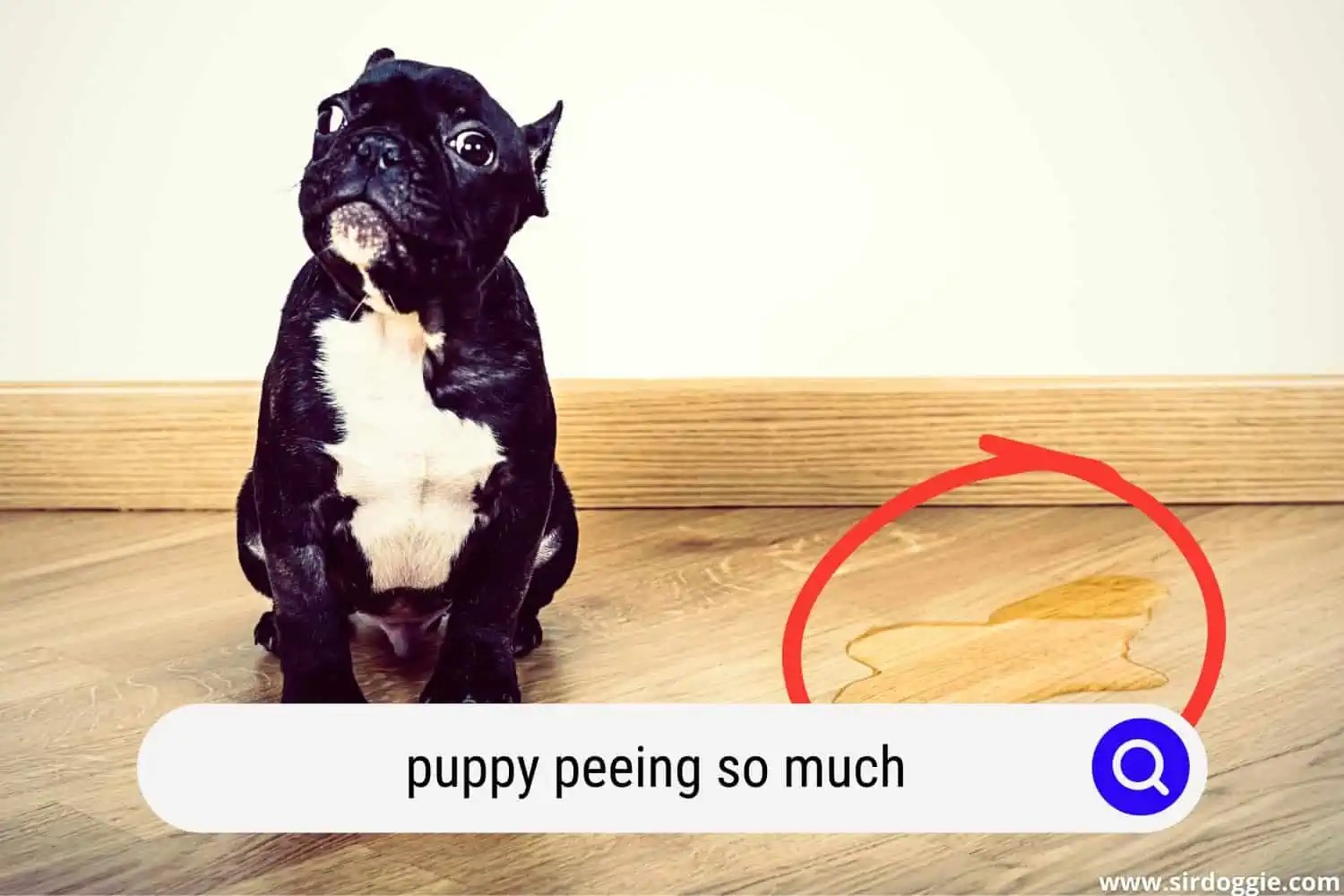 5 Reasons Why Your Puppy Peeing So Much