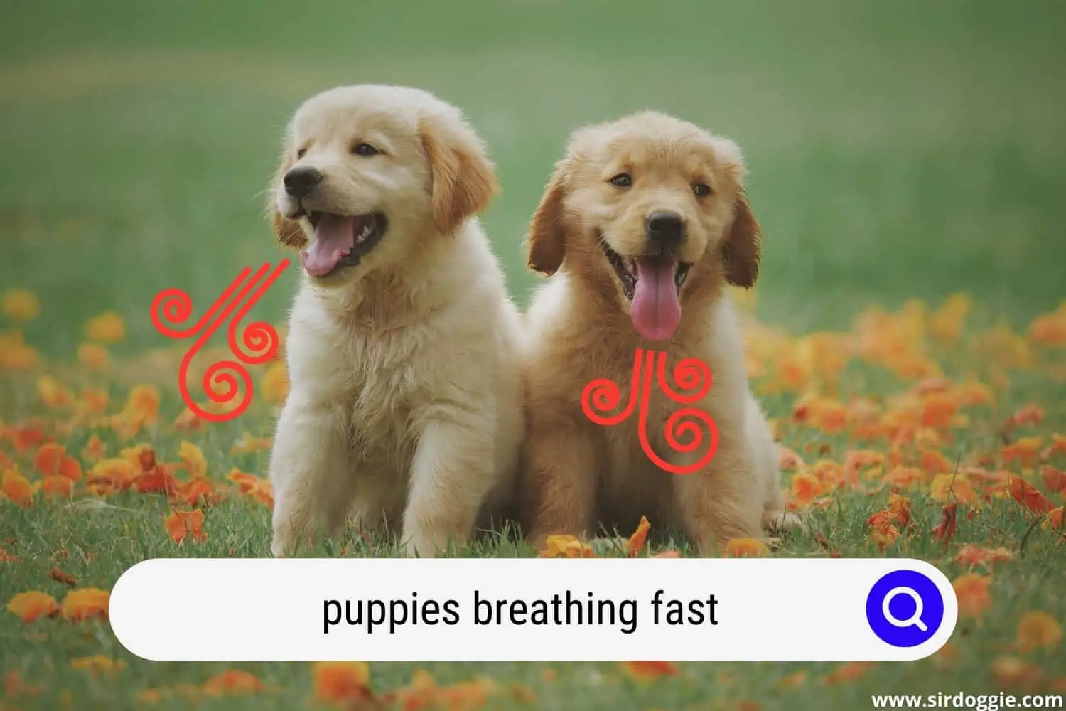 Why Do Puppies Breathe So Fast? [DON'T PANIC!]