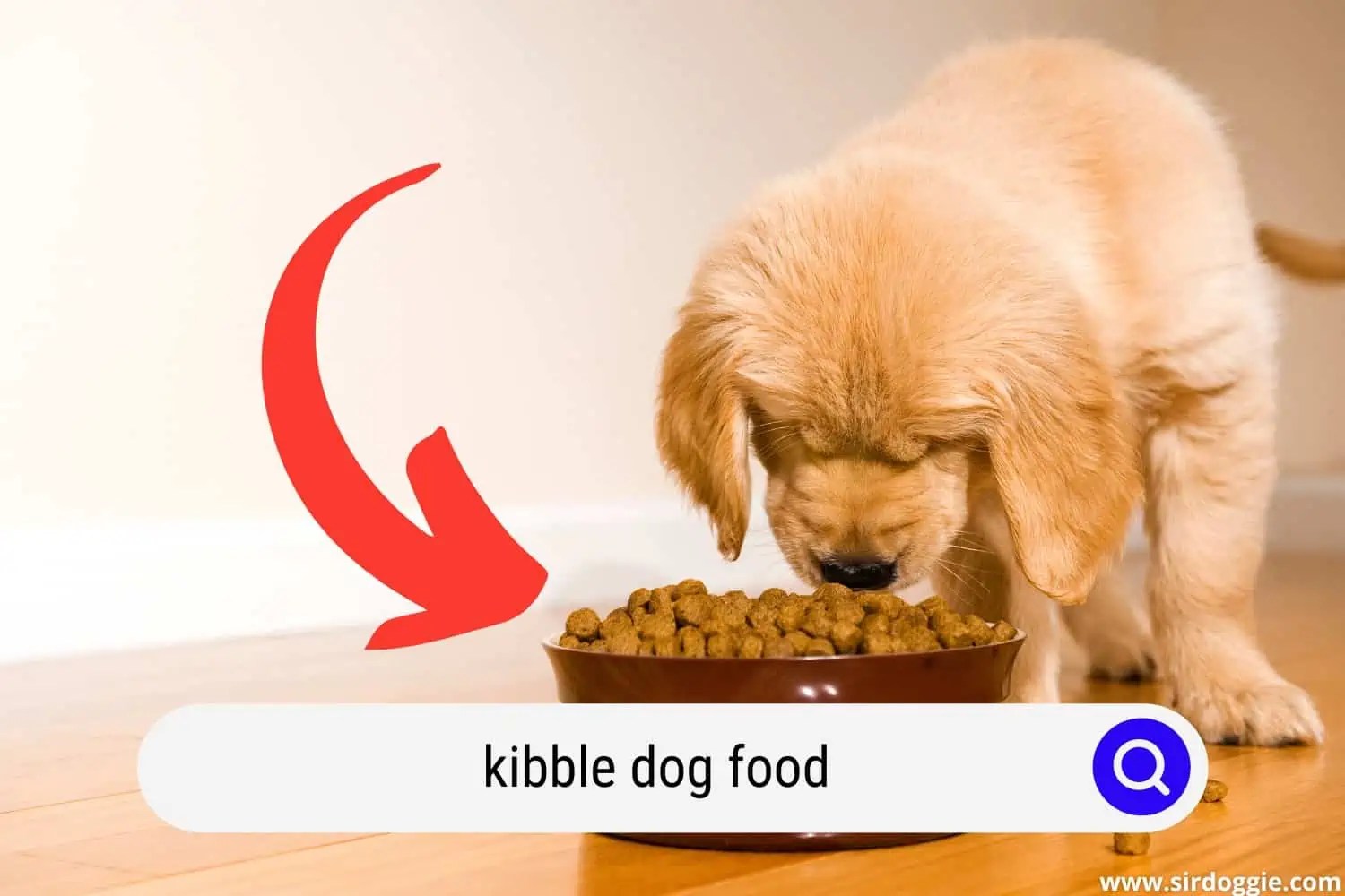 What Is Kibble? Evaluating Dry Dog Food