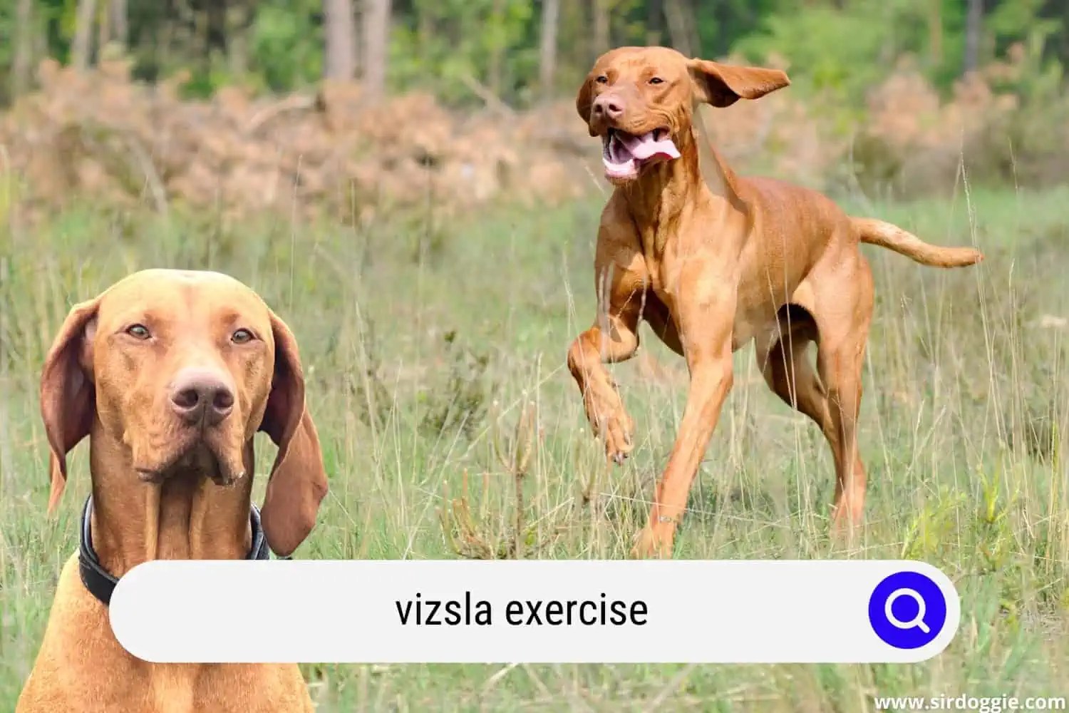 How Much Exercise Does a Vizsla Need? (Helpful Tips)