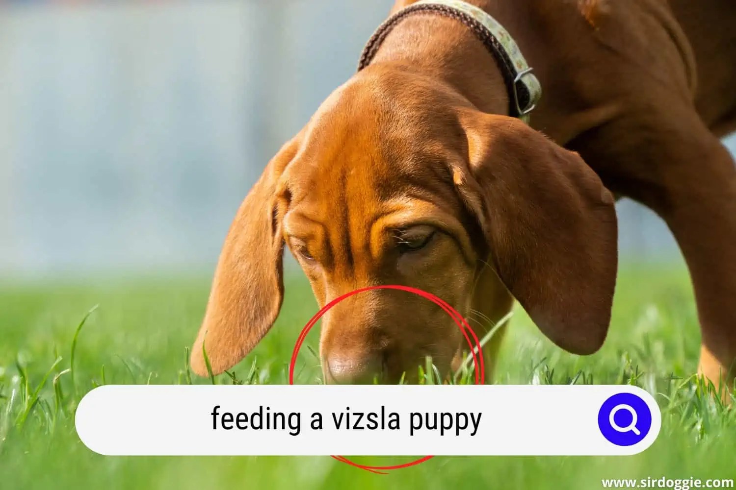 How to Feed a Vizsla Puppy