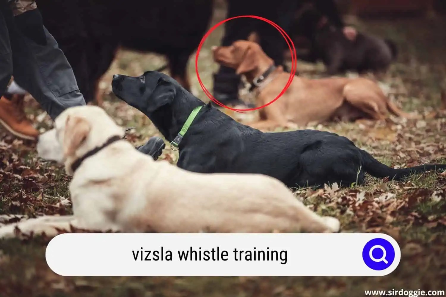 Vizsla Whistle Training Guide