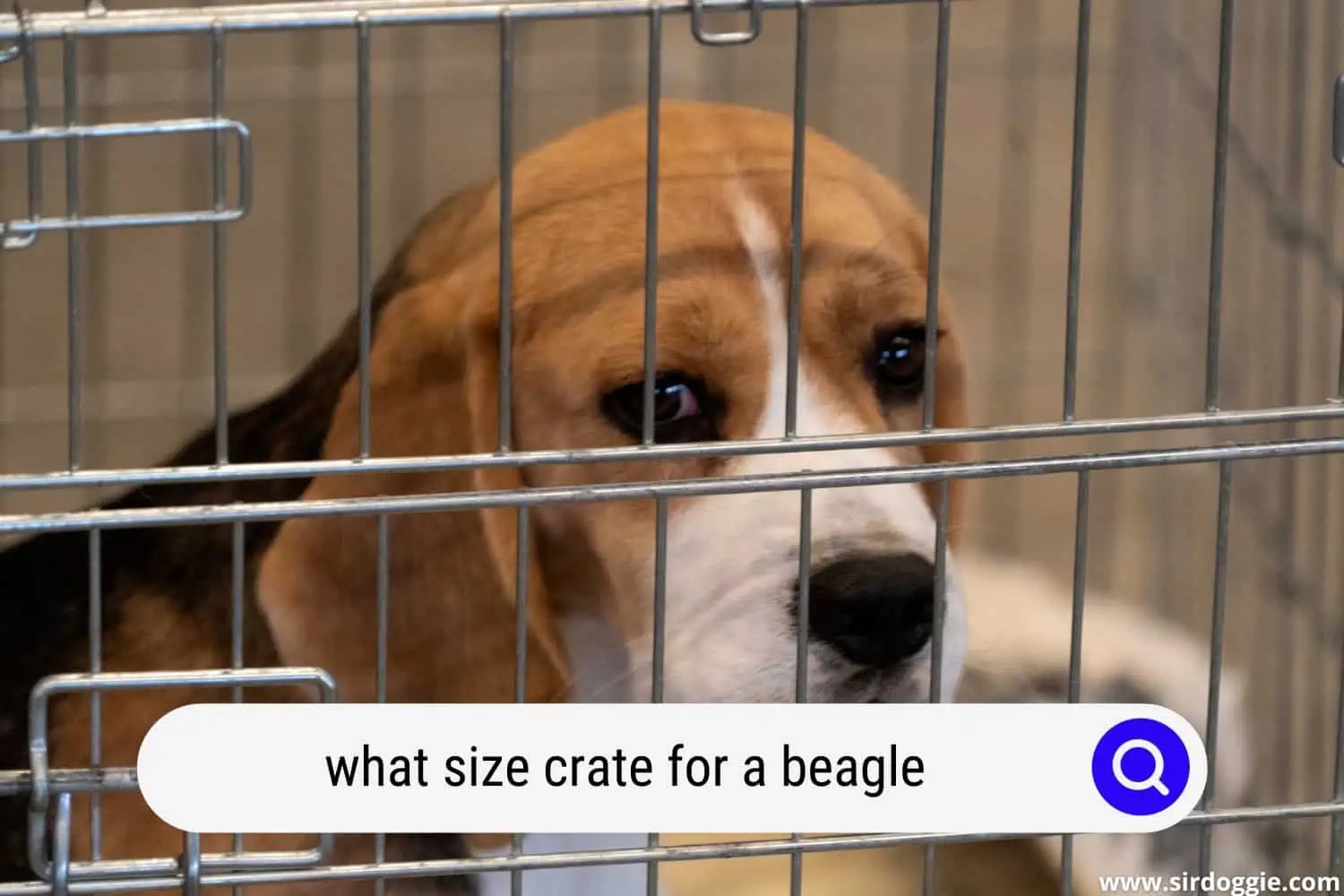 What Size Crate For A Beagle? Tips for Buying