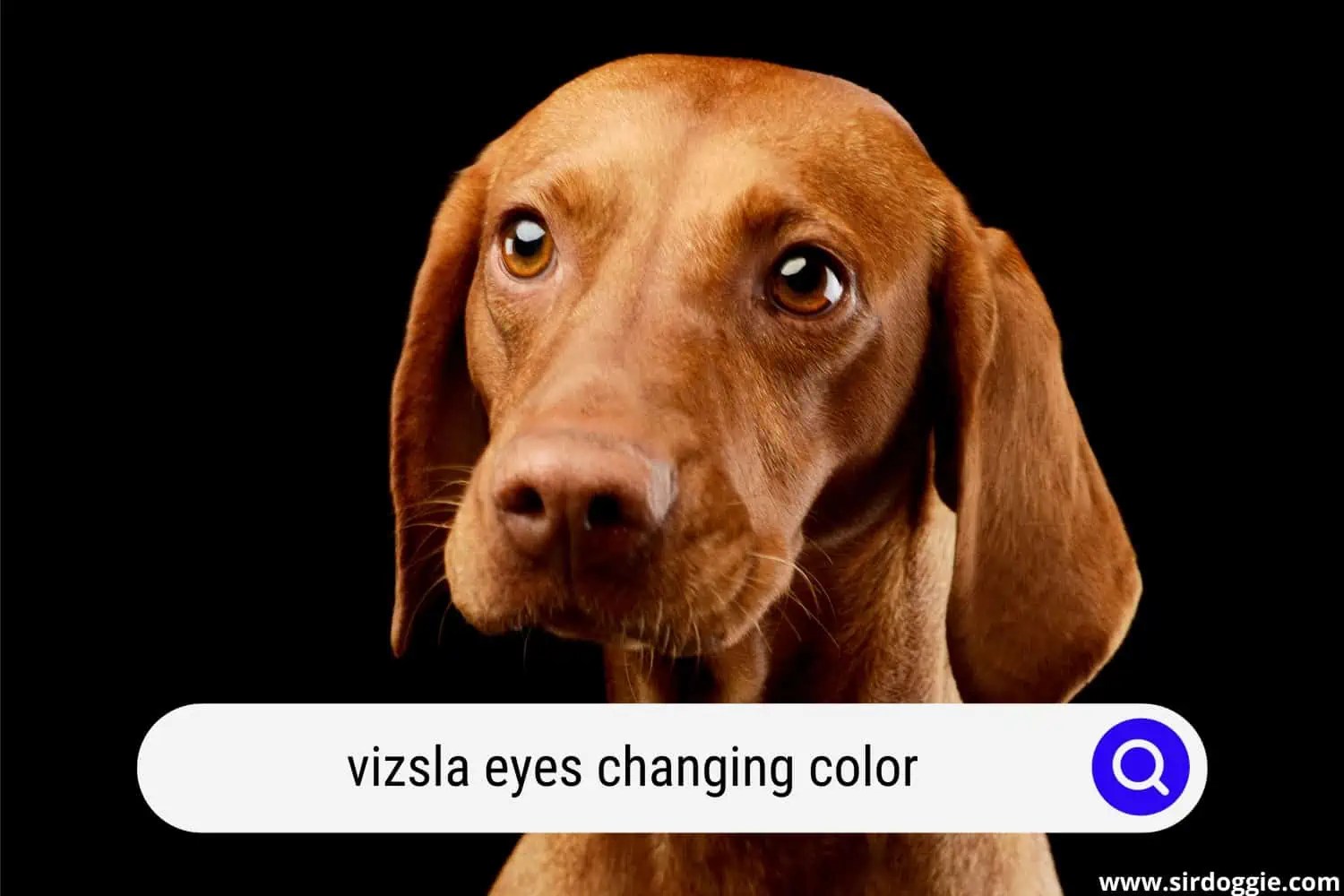 When Do Vizslas Eyes Change Color?
