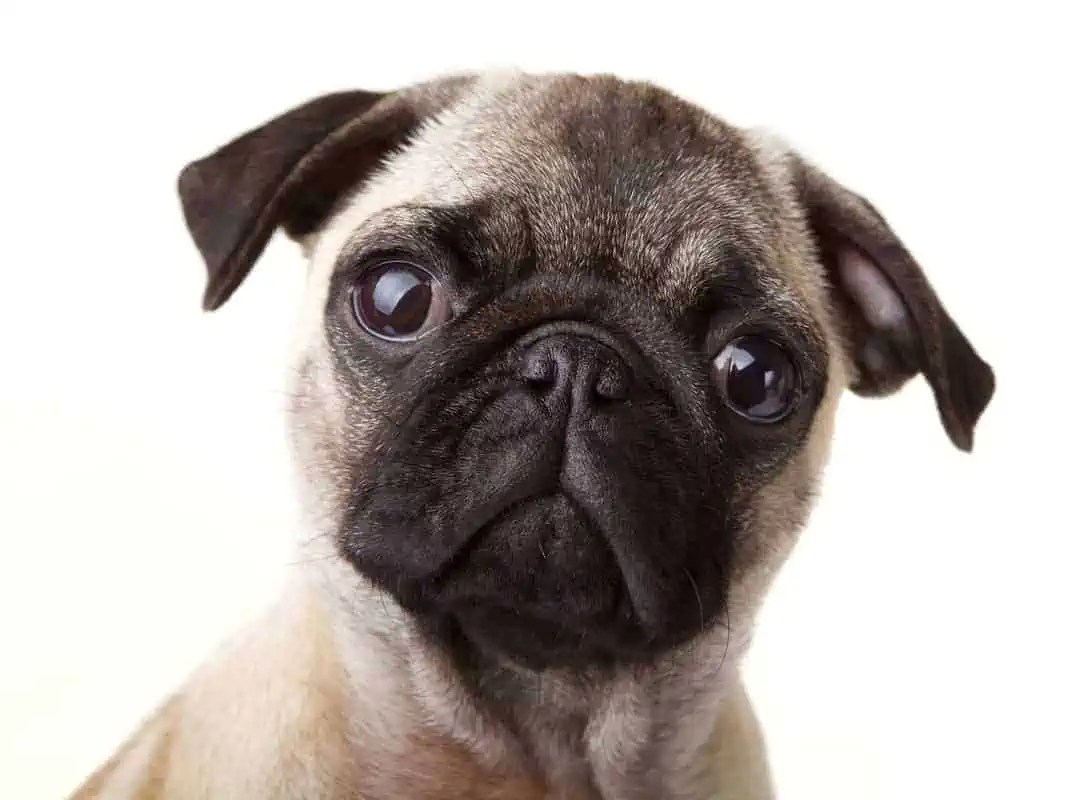 6 Factors That Affect A Pugs Cost