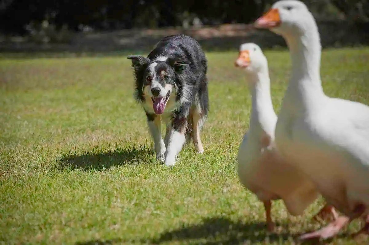 Why Does My Dog Eat Goose Poop? Coprophagia Explained