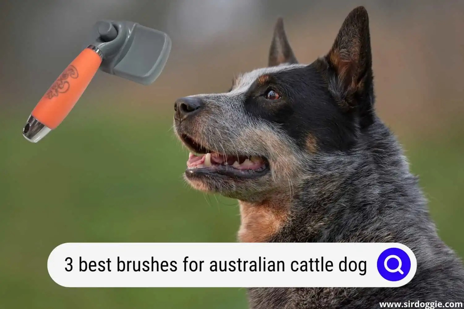 3 Best Brushes for Australian Cattle Dogs