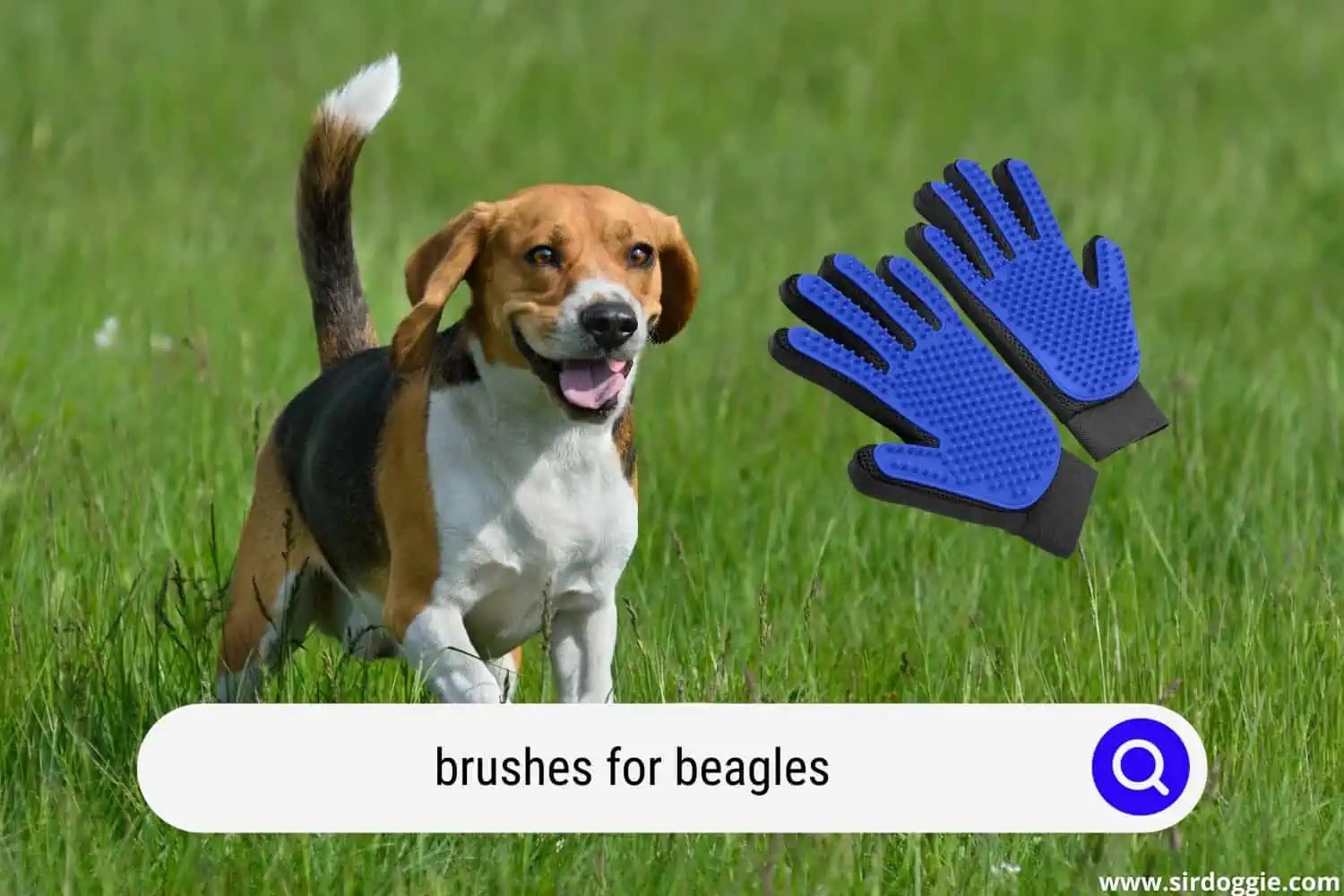 Top 3 Brushes for Beagles Reviewed