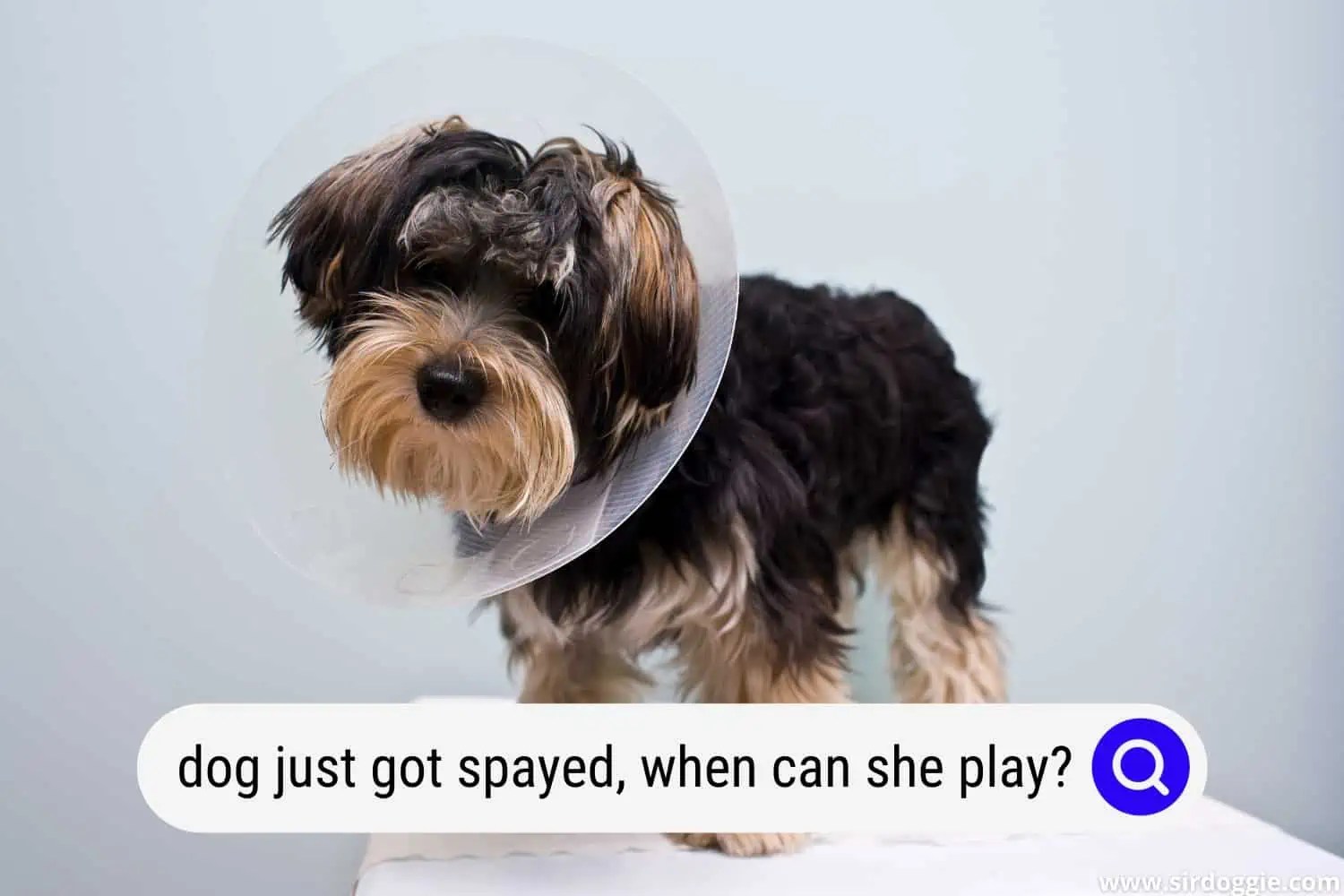 My Dog Just Got Spayed, When Can She Play?