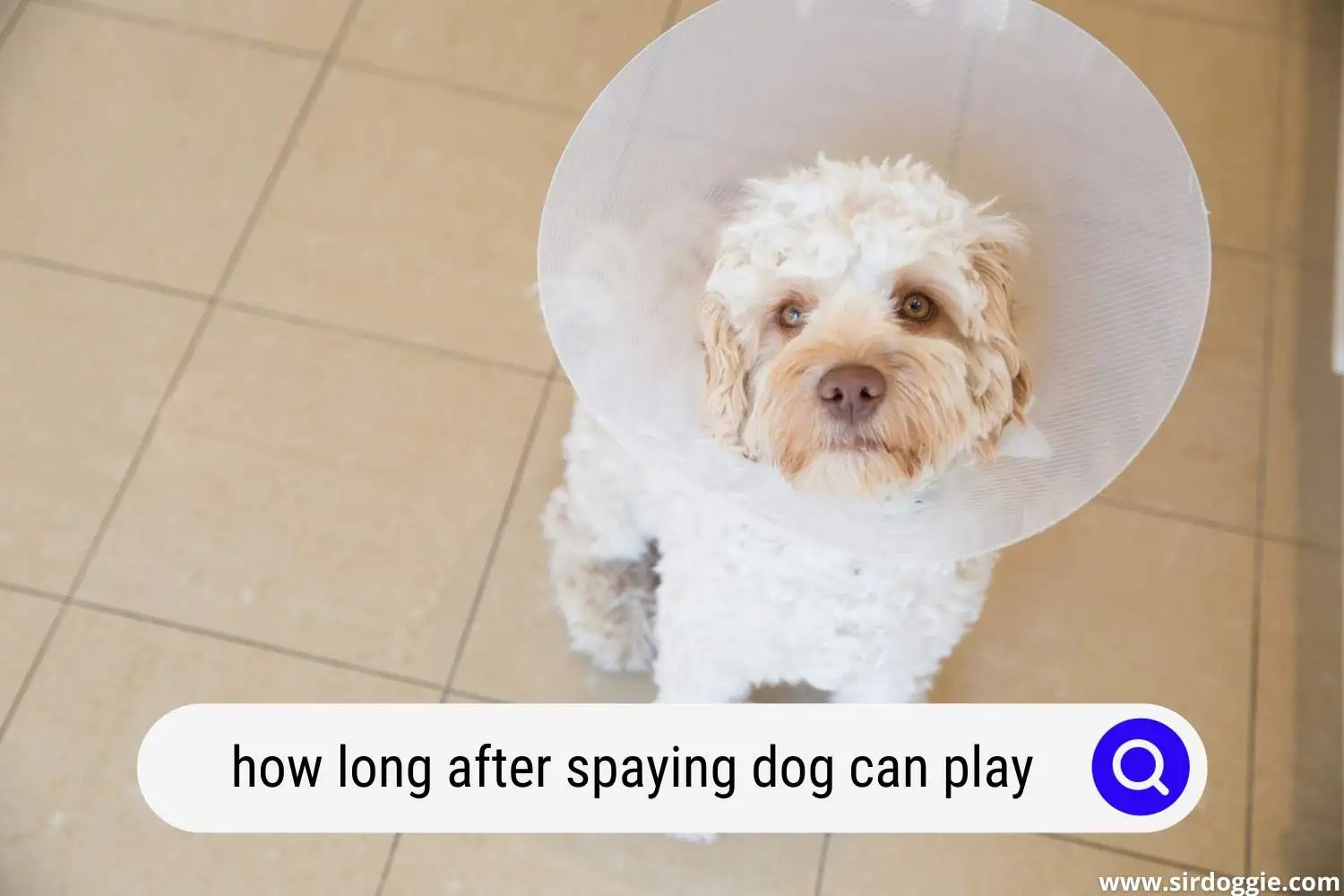 My Dog Just Got Spayed, When Can She Play?