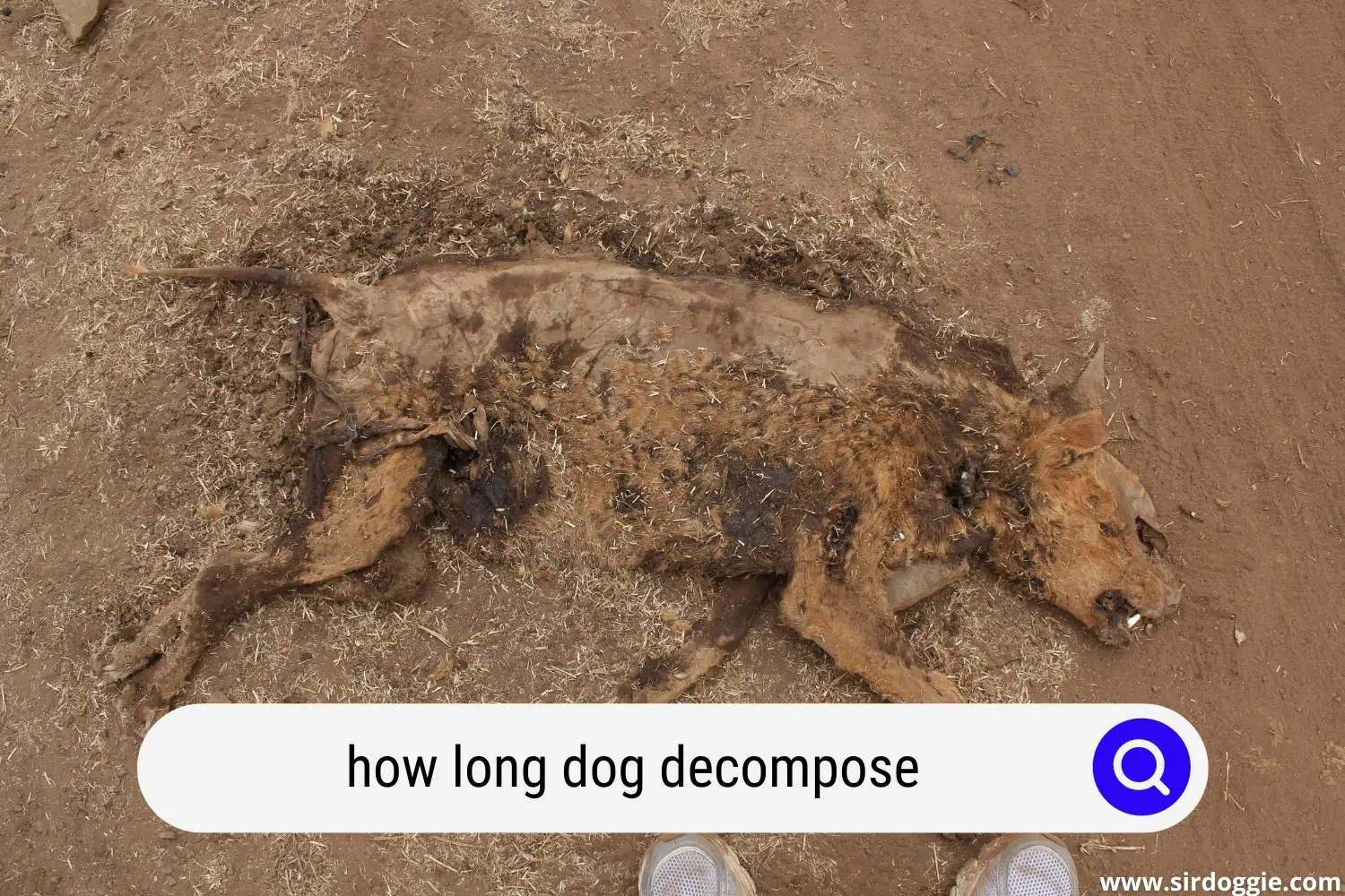 The 5 Stages of Dog & What To Expect
