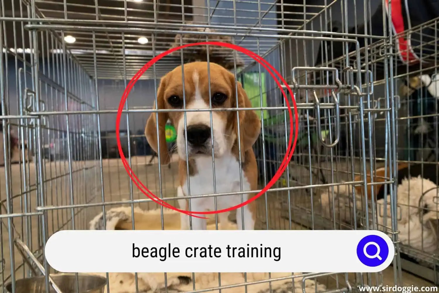 How to Crate Train a Beagle