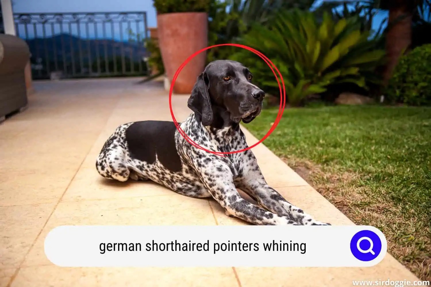 Why Do German Shorthaired Pointers Whine?