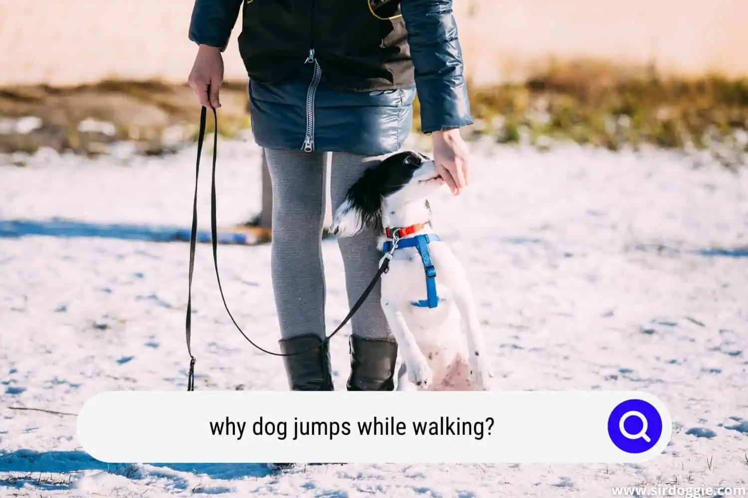 7 Reasons Your Dog Jumps On You While Walking