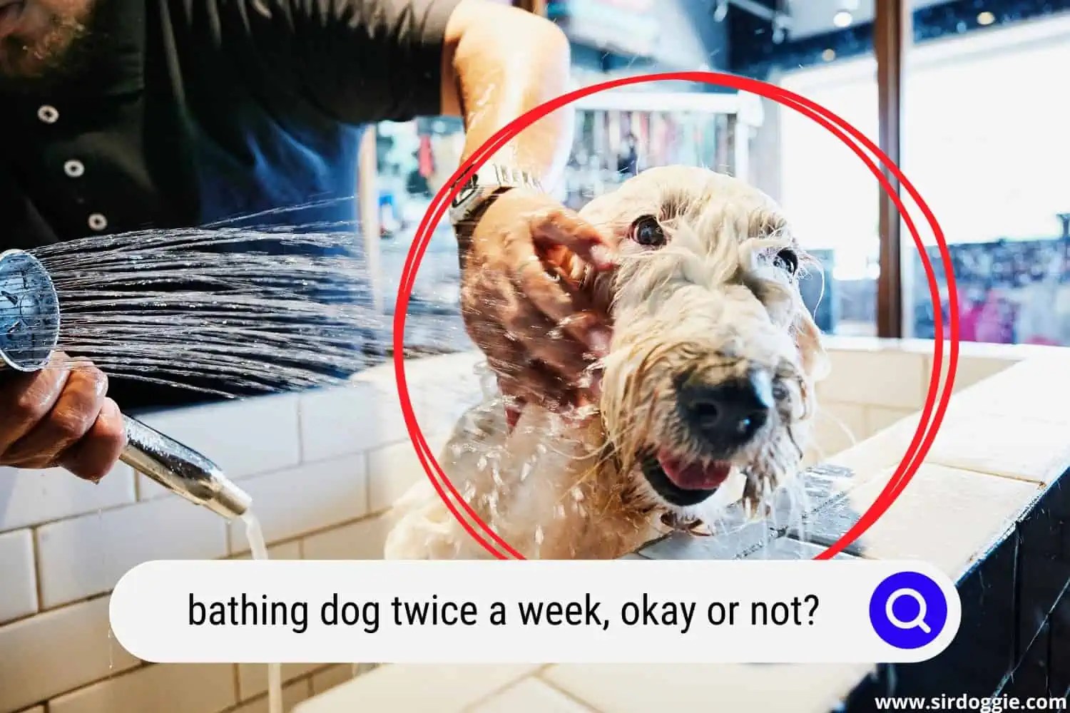 Can I Bathe My Dog Twice a Week?