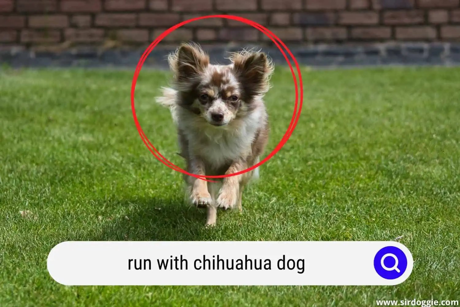 Can You Run With a Chihuahua? Here is an Answer
