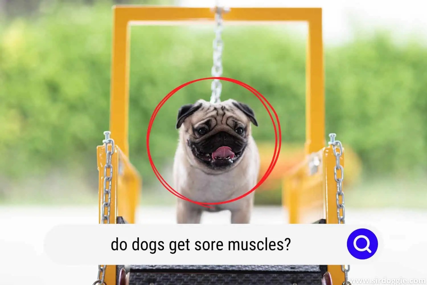 Do Dogs Get Sore Muscles After Exercise?