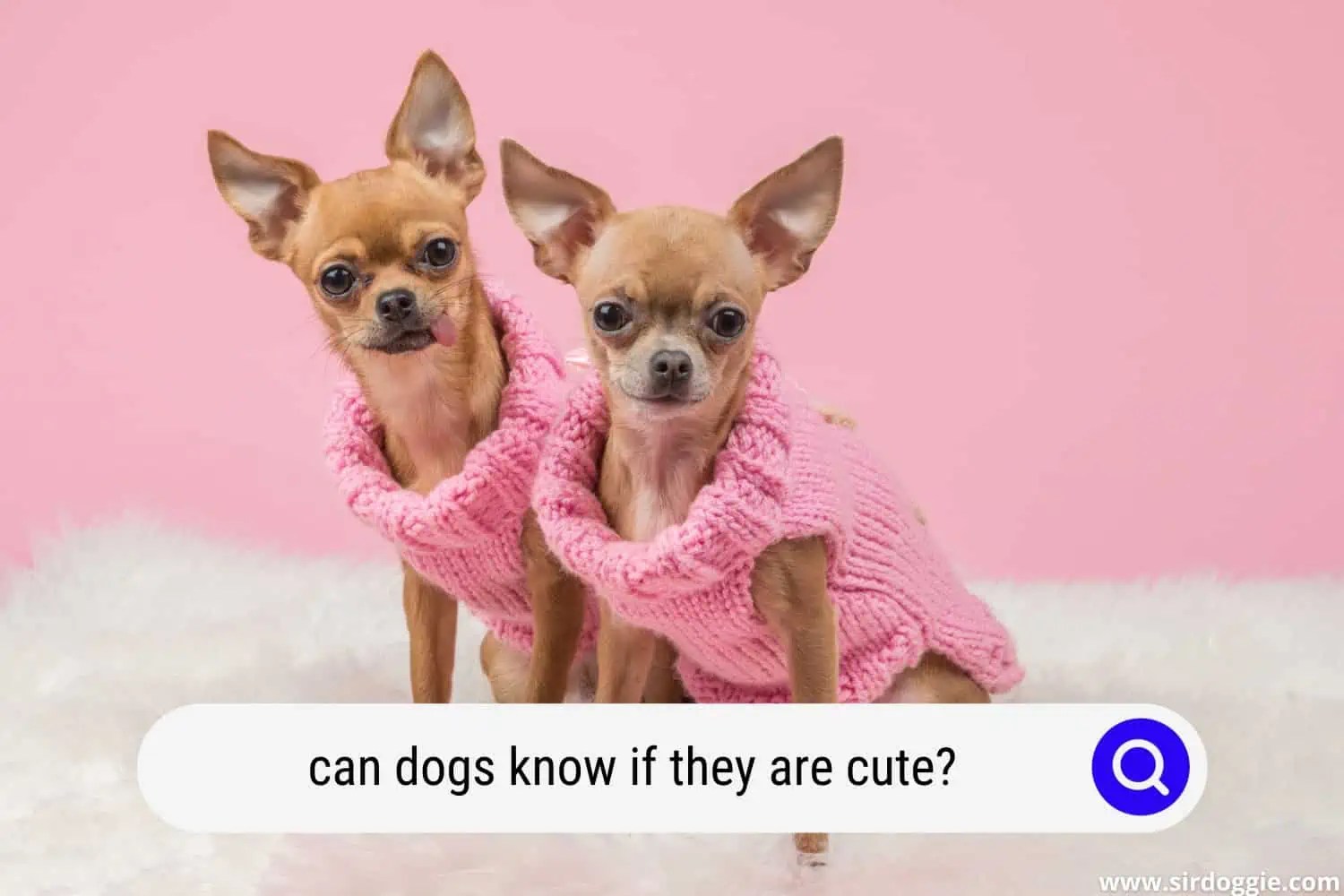 Do Dogs Know They Are Cute? Read This First!