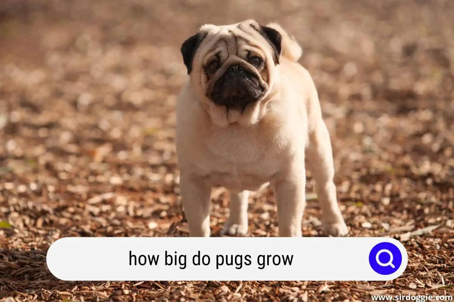 How Big Do Pugs Grow?