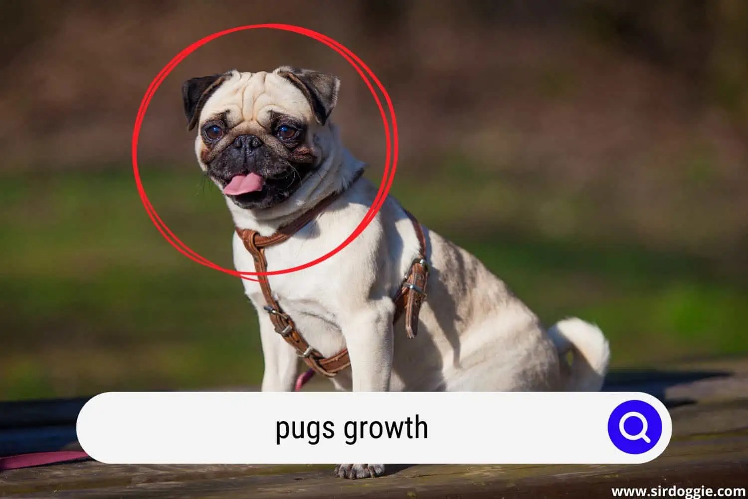 How Big Do Pugs Grow?